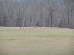 View of Mitchel Cemetery from the Harper Farm